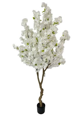 Kirsikkapuu valkoinen 200cm