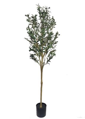 Oliivipuu (160 cm)