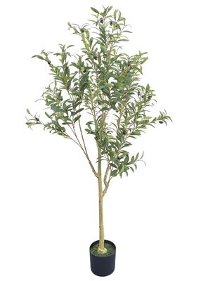 Oliivipuu (150 cm)