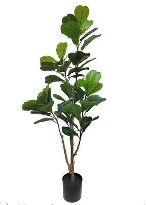 Lyyraviikunapuu  (150 cm)